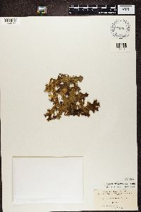 Lobaria pulmonaria image