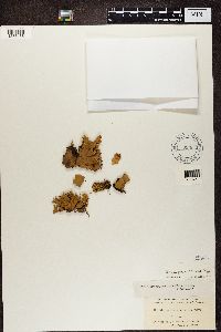 Peltigera polydactyla image