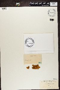 Rusavskia elegans image