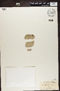 Stictis urceolatum image
