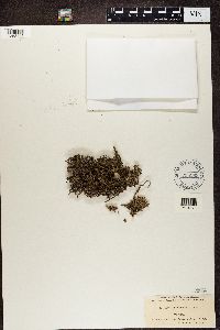 Stereocaulon paschale image