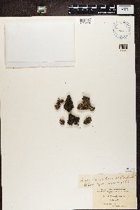 Cladonia symphycarpa image