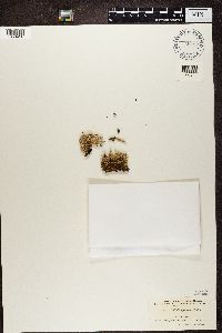 Cladonia squamosa image