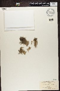 Cladonia rangiferina image