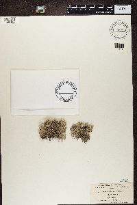 Cladonia rangiferina image
