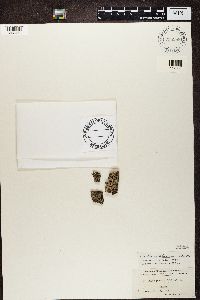 Buellia parasema image