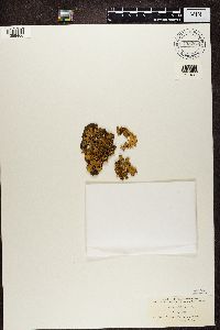 Usnocetraria oakesiana image