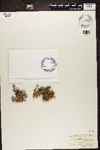Evernia furfuracea image
