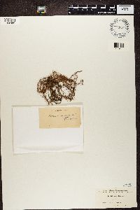 Usnea angulata image