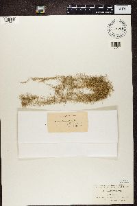 Usnea longissima image