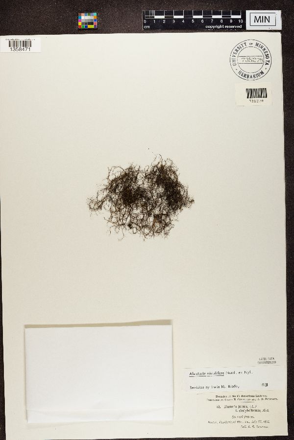 Bryoria fuscescens image