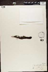 Alectoria fremontii image