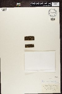 Hyperphyscia adglutinata image