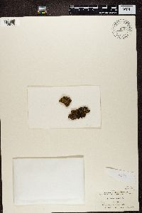 Biatora vernalis image