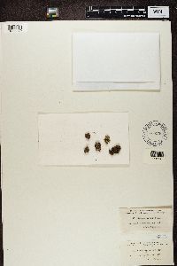 Bilimbia sabuletorum image