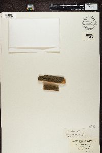 Amandinea punctata image