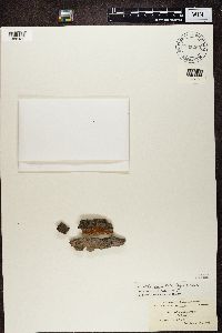 Amandinea punctata image