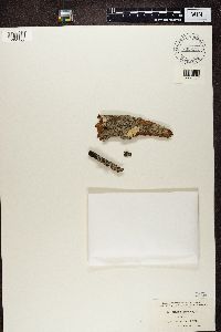 Arthothelium spectabile image