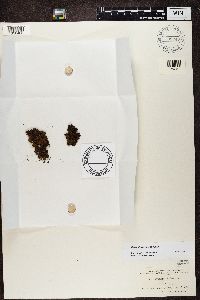 Dermatocarpon luridum image