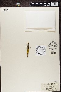 Vulpicida pinastri image