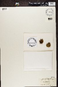 Teloschistes chrysophthalmus image