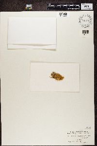 Teloschistes chrysophthalmus image