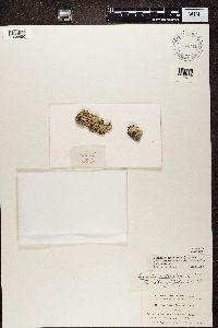 Media resource of Arctoparmelia centrifuga