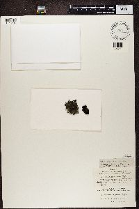 Umbilicaria hyperborea image