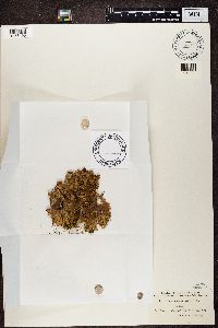 Lobaria amplissima image