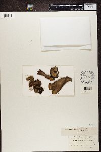Peltigera horizontalis image