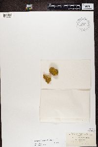 Flavoplaca citrina image