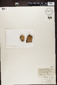 Sarcogyne privigna image