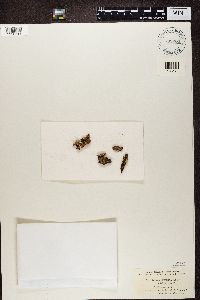 Cladonia fimbriata image