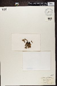 Cladonia gracilis image