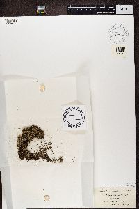 Cladonia caespiticia image