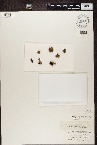 Peltigera canina image
