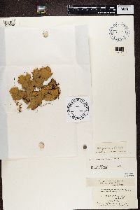 Peltigera canina image