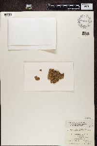 Peltigera canina image