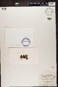 Peltigera didactyla image
