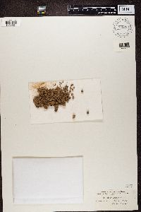 Fuscopannaria praetermissa image