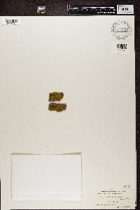 Candelariella vitellina image