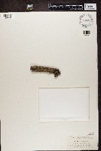 Myriolecis hagenii image
