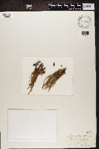 Cladonia gracilis image