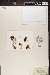 Cladonia deformis image