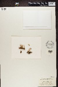 Cladonia digitata image