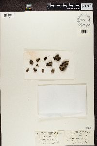 Trapeliopsis granulosa image