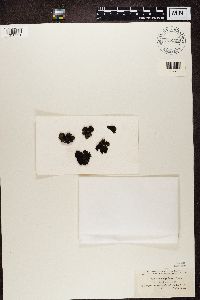 Umbilicaria hyperborea image