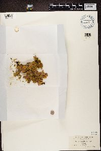 Pseudocyphellaria aurata image