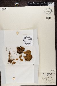 Peltigera aphthosa image