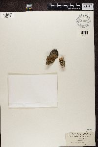 Protoparmeliopsis muralis image